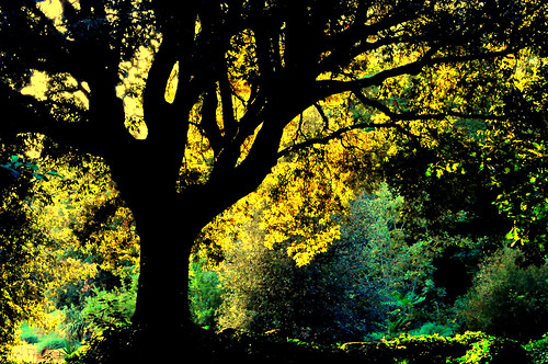 autumn italy roma tree fall italia albero autunno tale fable stigliano favola fiaba mygearandme rememberthatmomentlevel1 rememberthatmomentlevel2