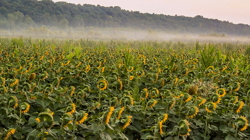 trees mist nature field fog sunrise canon landscape outdoors hiking july sunflowers canont3i