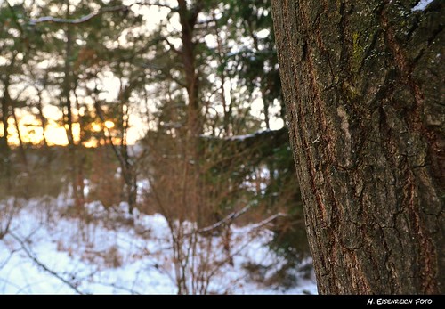wood winter sunset sun cold tree nature forest licht nikon sonnenuntergang natur hans bark trunk holz kalt kiefer sonne wald baum rinde baumstamm eisenreich d5100