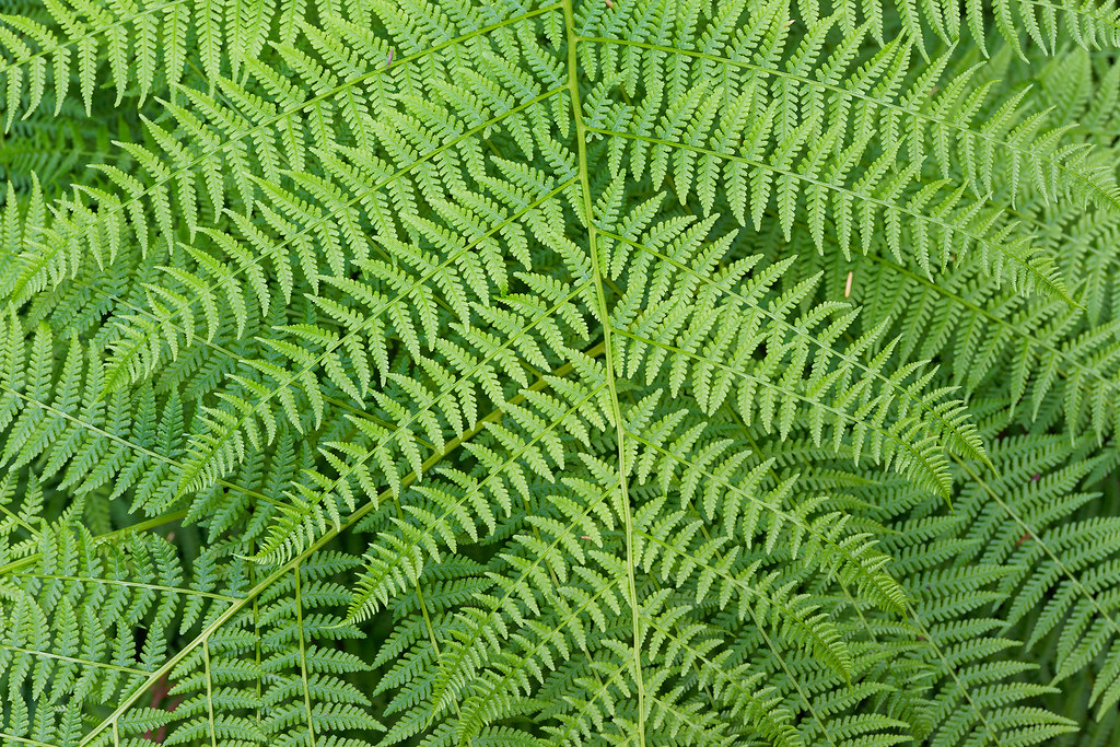 Several layers of ferns in a redwood forest