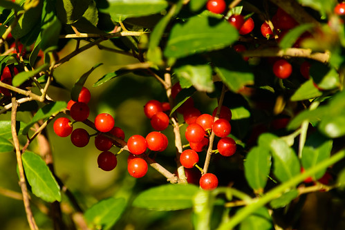 nikon berry berries green red yaupon texas normangee bush holly