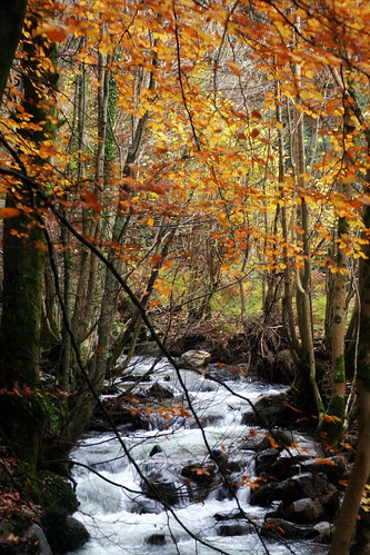 autumn leaves woodlands stream photoshoot good beech ianto