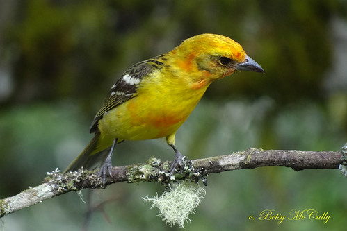 iucnlc costaricabirds tanagers flamecoloredtanager pirangabidentata