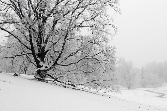 Snow in Goluchow Park
