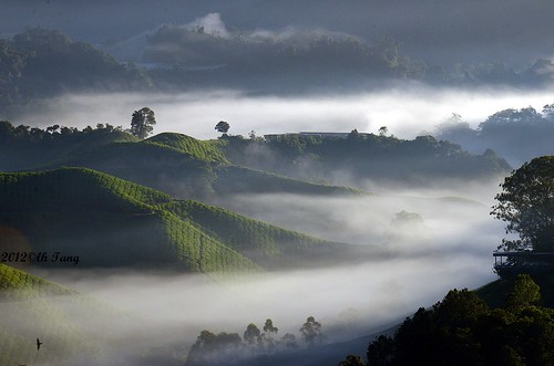 morning sky favorite cloud mist landscape interesting tea outdoor hill explore plantation serene pahang cameronhighland exploredec102012