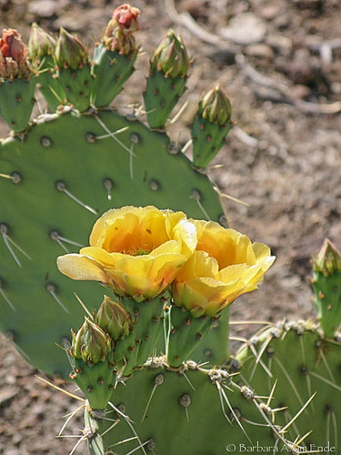 arizona cactus flower yellow pear bloom opuntia prickly