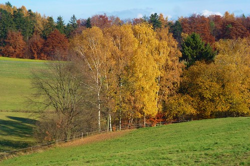 autumn tree nature landscape herbst felder fields landschaft baum birchtrees odenwald neutsch birken ivlys