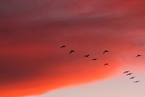 thanksgiving sunset bird beach pelicans birds sunrise northcarolina pelican emeraldisle