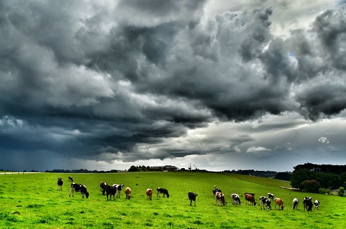 light cloud storm weather clouds rural shower spring nikon day cows farm australia victoria vic showers gippsland warragul approachingstorm auspctagged dairycows pc3820 d5100 nikond5100 phunnyfotos snapseed