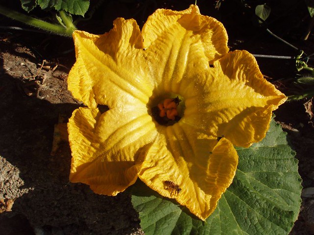 201209220007_yellow-courgette-flower