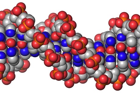 DNA duplex (CPK model)