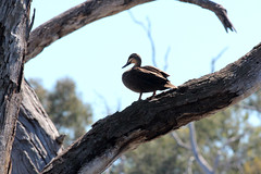 Anas superciliosa (Pacific Black Duck)