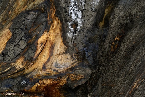 50mm nikon charcoal yosemitenationalpark giantsequoias mariposagrove f14g nikond800