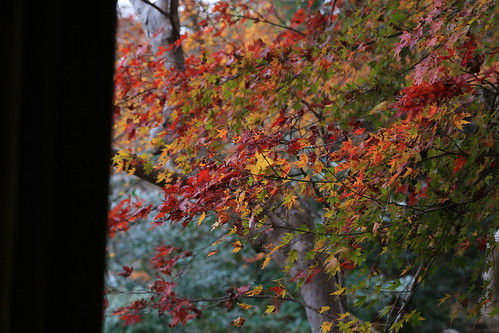 Autumn Rurikouin 瑠璃光院