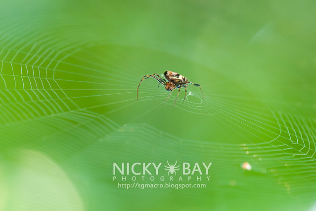 Big Jawed Spider (Opadometa sp.) - DSC_7207