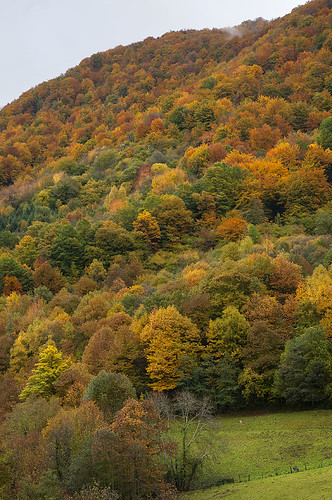 autumn trees españa del forest spain colours arboles asturias colores bosque otoño hermo fuentes cordillera cangas narcea cantabrica hayedo gedrez xedré elosoenpersona