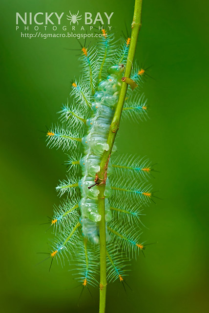 Archduke larva (Lexias pardalis dirteana) - DSC_3947