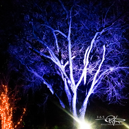 blue tree night lights branches bark