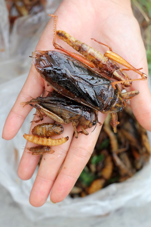 Eating insects in Thailand