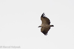 Cape Vulture (Griffon) (Gyps coprotheres), Sani Pass, ZA-LE, 2012-12-06--854.jpg