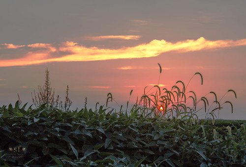 field weeds tickleweeks sunset cloudsbeautiful country countryside mcdonoughcounty illinois stevefrazierphotography canoneos60d pink yellow sky soybean crop farmland landscape scene scenery nature