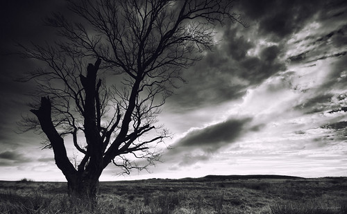 northumberland niksoftware silverefexpro2 tree silhouette alnwick rothbury edlingham clouds deadtree atmosphere qthompson