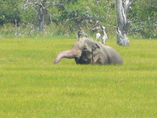 Imagen del Yala National Park (Sri Lanka)