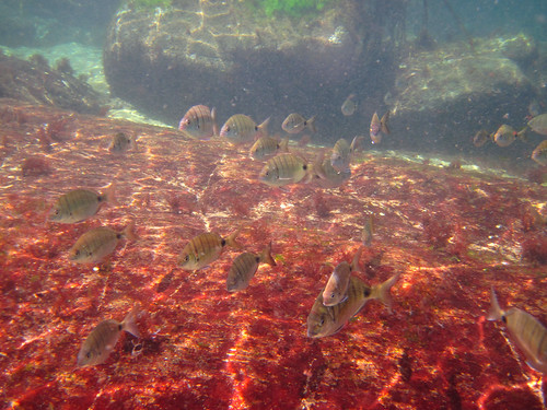 sea mer fish island rocks submarine rochers poissons algues île vendée dyeu côteatlantique îledyeu frenchatlanticcoast fondssousmarins