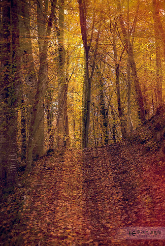 color luz bosque árbol otoño rayos kanjungla