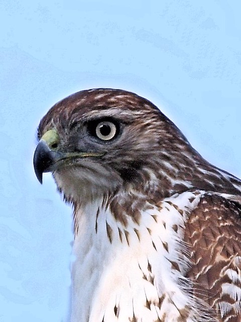 Red-tailed Hawk detail 2-20121120