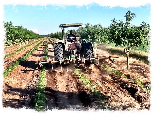 campo tomatillos cultivo ipad fértil guillermobuelna higueradezaragoza