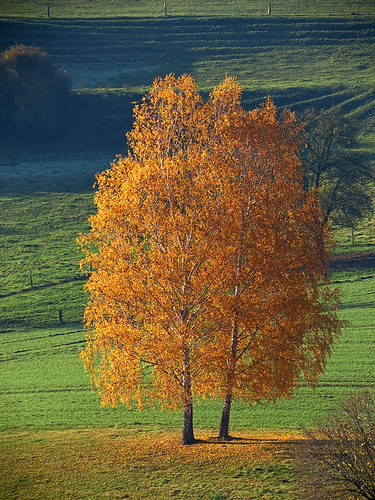 november autumn tree fall hoarfrost meadow birches blinkagain bestofblinkwinners