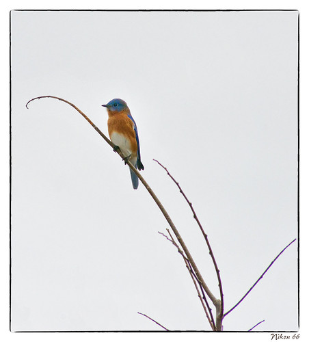bluebird nikkor easternbluebird f35 pulaskicounty cypresscreeknationalwildliferefuge ©copyright illinoisnikond800400mm