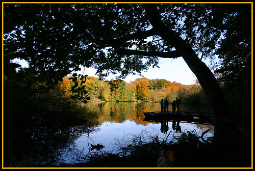 autumn trees lake serene bolam