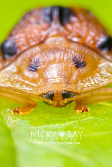 Tortoise Beetle (Hispinae) - DSC_4905