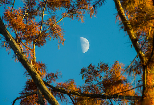 blue sky orange moon mississippi afternoon unitedstates foliage madison cypress needles quartermoon fav10
