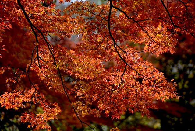 Maple Leaves：红叶