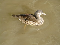 WWT Slimbridge: Mandarin duck (female)