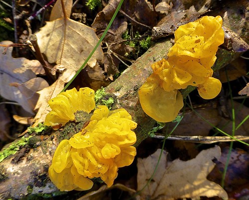 nature natuur fungus oakleaves tremellamesenterica zwam yellowbrainfungus eikenblad geletrilzwam fijgje dec2012 panasonicdmctz30