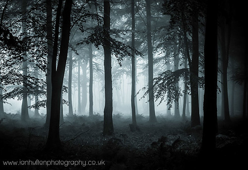 wood autumn mist misty fog kent kings ashford chilham challock