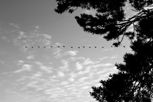 birds sunset morning sky trees sweden canon eos 60d 50mm 14 usm landscape