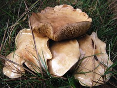   Jersey cow mushroom  