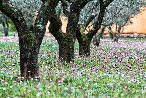 old pink flowers white france flower tree green nature grass daisies contrast carpet petals flora europe young olive fresh bark daisy bloom lichen marguerite provence botany gnarled alpilles eygalières ef70200mmf4lisusm canoneos5dmarkii
