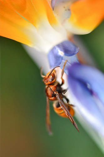 macro art nature wasp cameronhighlands westmalaysia birdsofparadiseflower