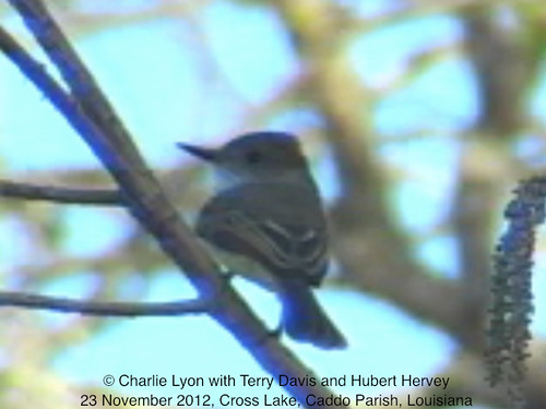 new bird by louisiana state review record subject committee