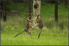 Kangaroo's  fighting