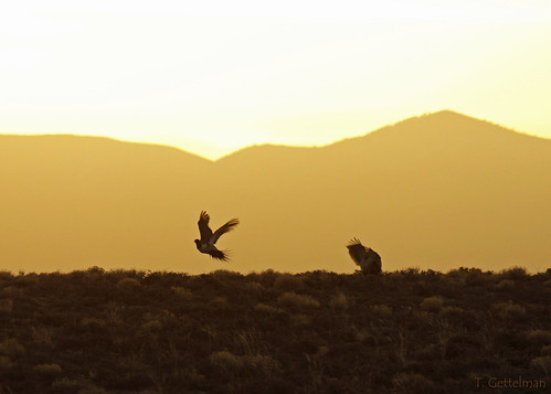 pictures orange bird nature birds animal animals silhouette sunrise outdoors flying photo fight wings pretty natural image photos pics wildlife nevada flight picture grouse pic images sage photographs photograph chase greater usgs avian lek sagegrouse werc greatersagegrouse centrocercusurophasianus displace centrocercus urophasianus