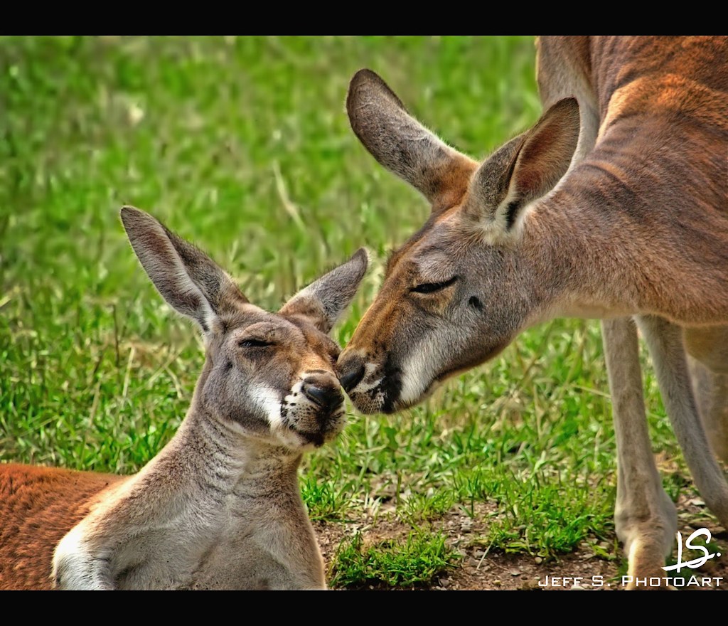 Kangaroo love. Yep, kangaroo life is good...