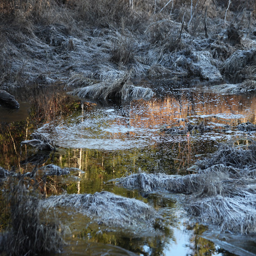 morning canada reflection nature frost quebec floating reflet québec bubble mauricie marais marshland montauban givre bulle matin flottante notredamedemontauban mékinac