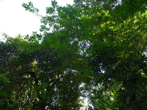 sapindaceae soapberryfamily evergreen tree harpullia harpulliaarborea harpulliamellea bidisale blacktulipwood cirrilamatakk dollseyes harpuli neykkottai tuliplancewood tulipwood